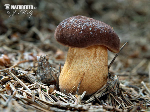 suchohríb hnedý (Boletus badius)