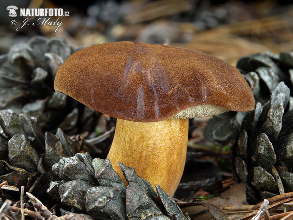 suchohríb hnedý (Boletus badius)