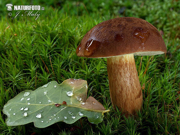 suchohríb hnedý (Boletus badius)