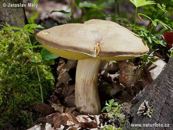 suchohríb plstnatý (Boletus subtomentosus)