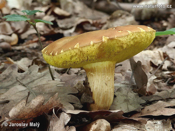 suchohríb plstnatý (Boletus subtomentosus)