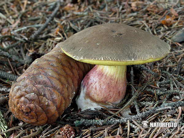 suchohríb žltomäsový (Xerocomellus chrysenteron)