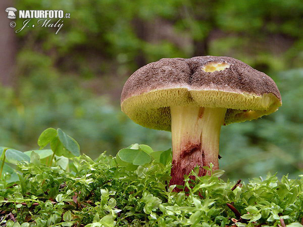 suchohríb žltomäsový (Xerocomellus chrysenteron)