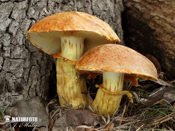 šupinovec nádherný (Gymnopilus junonius)