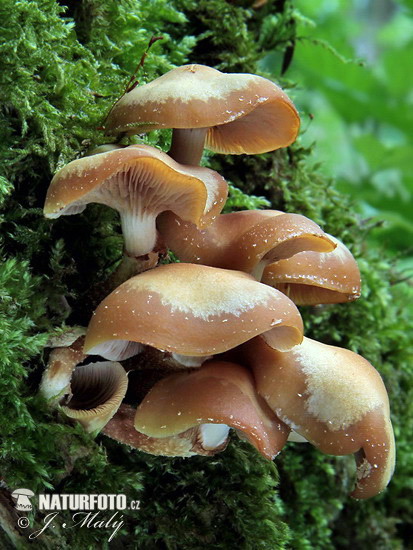 šupinovka menlivá (Kuehneromyces mutabilis)