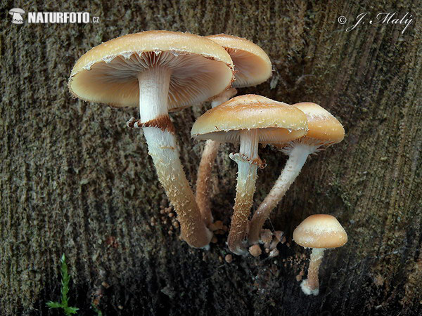 šupinovka menlivá (Kuehneromyces mutabilis)