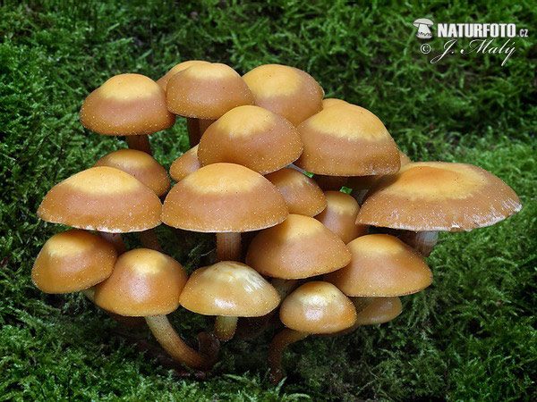 šupinovka menlivá (Kuehneromyces mutabilis)