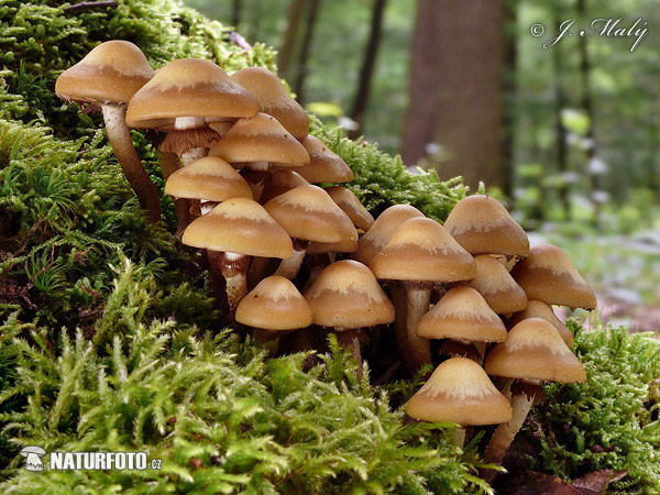 šupinovka menlivá (Kuehneromyces mutabilis)