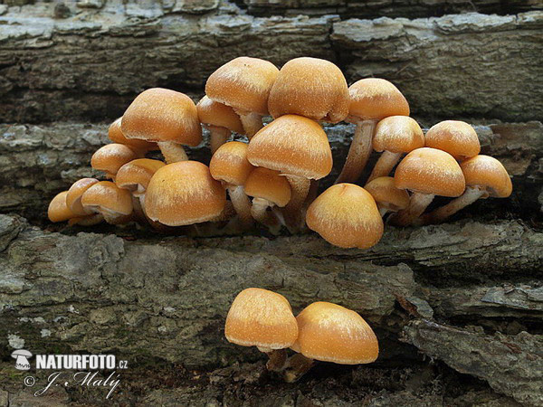 šupinovka menlivá (Kuehneromyces mutabilis)