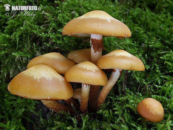 šupinovka menlivá (Kuehneromyces mutabilis)