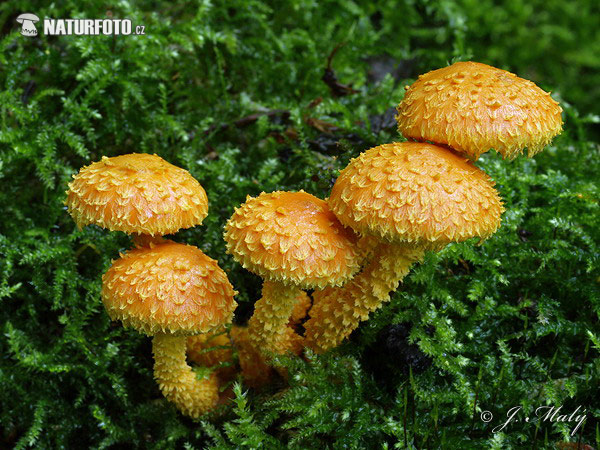 šupinovka ohnivá (Pholiota flammans)