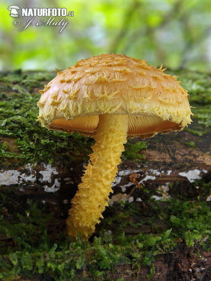 šupinovka ohnivá (Pholiota flammans)