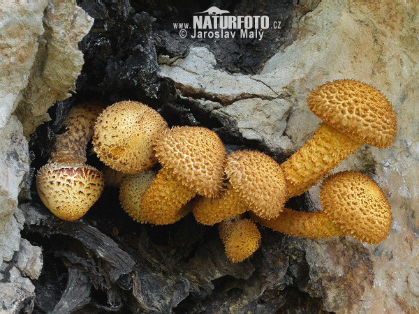 šupinovka šupinatá (Pholiota squarrosa)