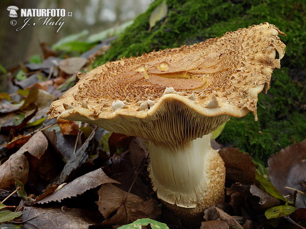 šupinovka šupinatá (Pholiota squarrosa)