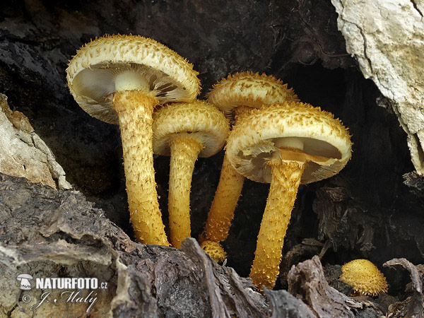 šupinovka šupinatá (Pholiota squarrosa)