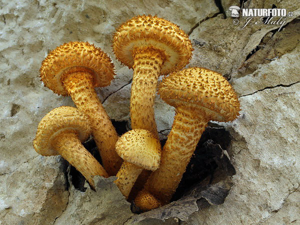 šupinovka šupinatá (Pholiota squarrosa)