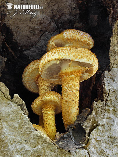 šupinovka šupinatá (Pholiota squarrosa)