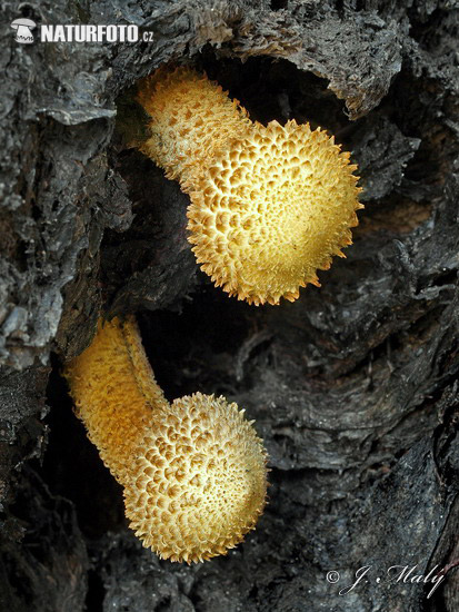 šupinovka šupinatá (Pholiota squarrosa)