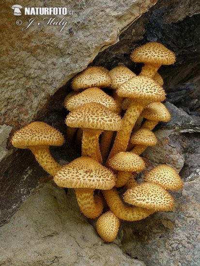 šupinovka šupinatá (Pholiota squarrosa)