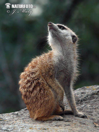 Surikata vlnkavá (Suricata suricatta)