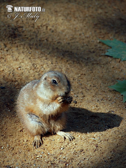 Svišť prérijný (Cynomys ludovicianus)