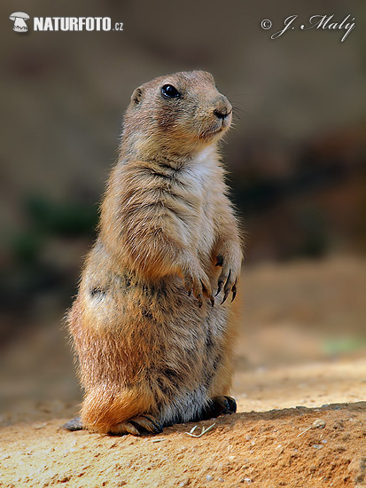 Svišť prérijný (Cynomys ludovicianus)