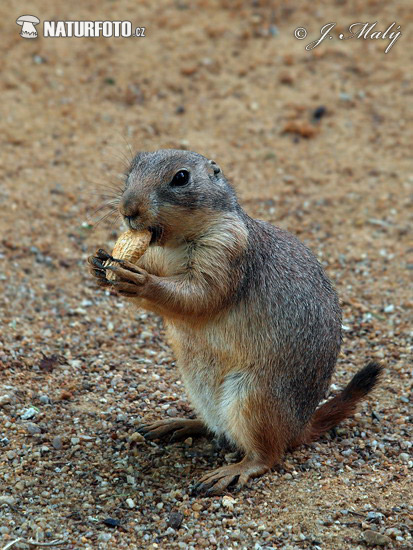 Svišť prérijný (Cynomys ludovicianus)