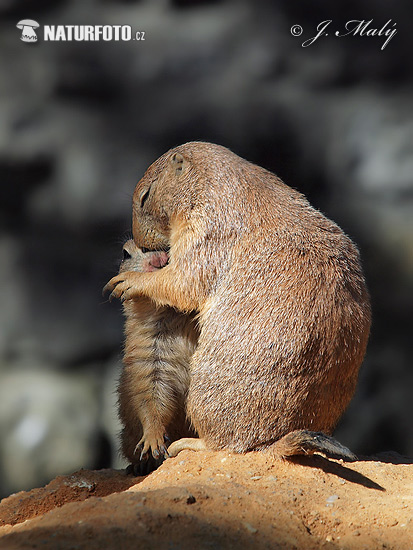 Svišť prérijný (Cynomys ludovicianus)