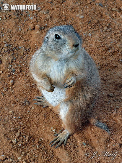 Svišť prérijný (Cynomys ludovicianus)