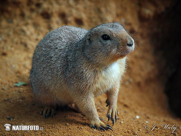 Svišť prérijný (Cynomys ludovicianus)