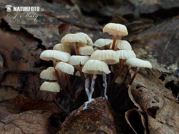 tanečnica golieriková (Marasmius rotula)