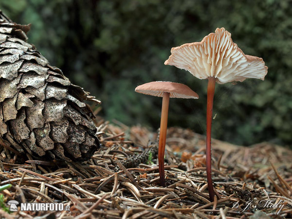 tanečnica orešcová (Mycetinis scorodonius)