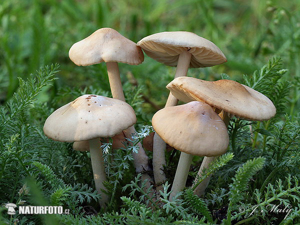 tanečnica poľná (Marasmius oreades)