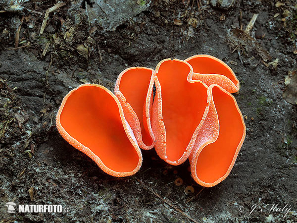 tanierovka oranžová (Aleuria aurantia)