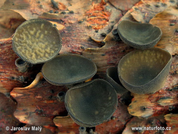 terčovka bulharská (Rutstroemia bulgarioides)