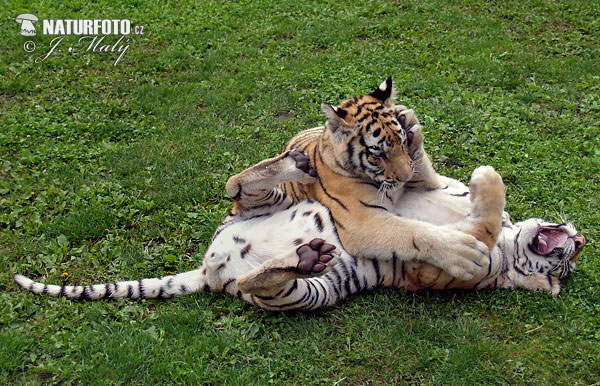 Tiger sibírsky (Krížený) (Panthera tigris altaica)