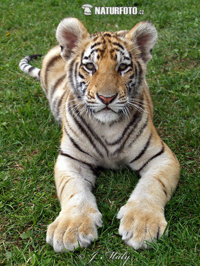 Tiger sibírsky (Krížený) (Panthera tigris altaica)