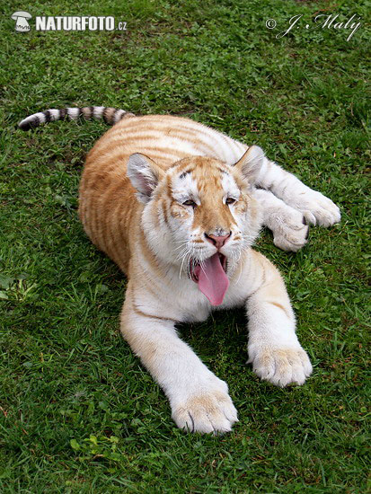 Tiger zlatý (Panthera tigris)