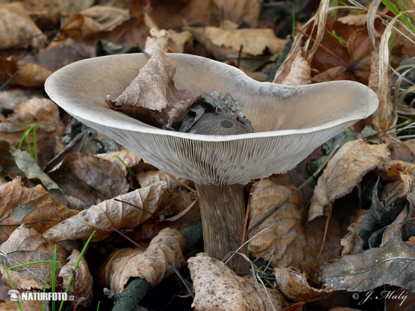 tmavobělka rýhonohá (Melanoleuca grammopodia)