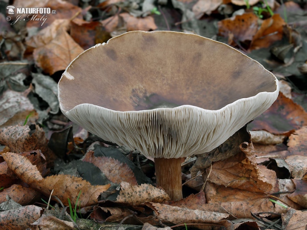 tmavobělka rýhonohá (Melanoleuca grammopodia)