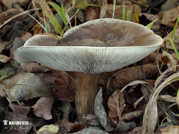 tmavobělka rýhonohá (Melanoleuca grammopodia)