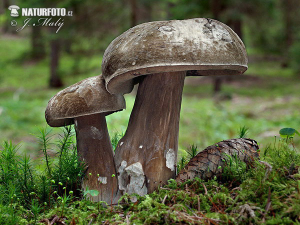 tmavohríb obyčajný (Porphyrellus porphyrosporus)