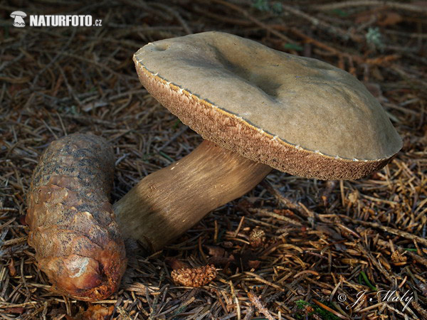 tmavohríb obyčajný (Porphyrellus porphyrosporus)