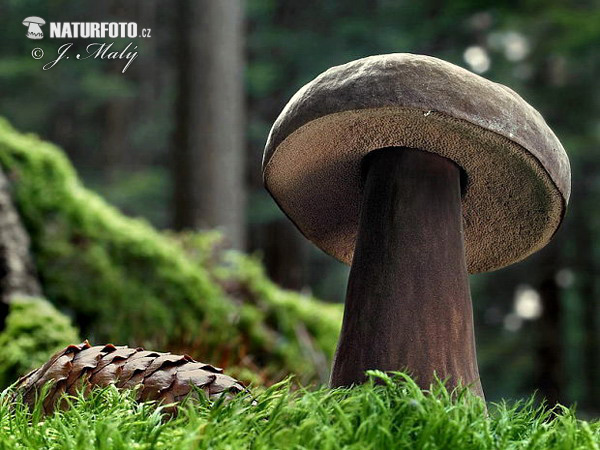 tmavohríb obyčajný (Porphyrellus porphyrosporus)