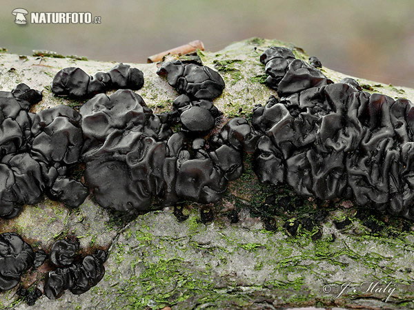 tmavorôsolovec mozgovitý (Exidia nigricans)