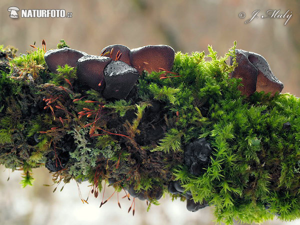 tmavorôsolovec mušľovitý (Exidia glandulosa)