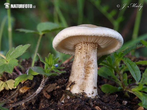 tmavuľka bradavičnatá (Melanoleuca verrucipes)