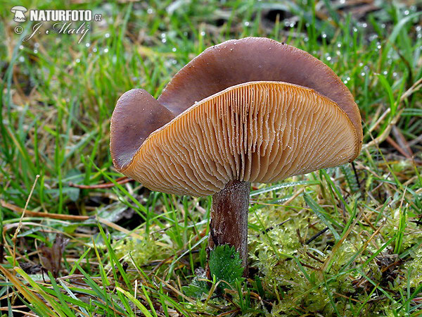 tmavuľka žltohnedá (Melanoleuca cognata var. cognata)