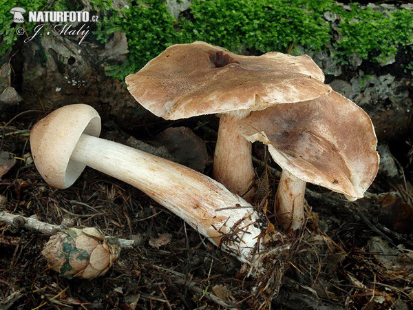 Tricholoma fusipes (Tricholoma fusipes)