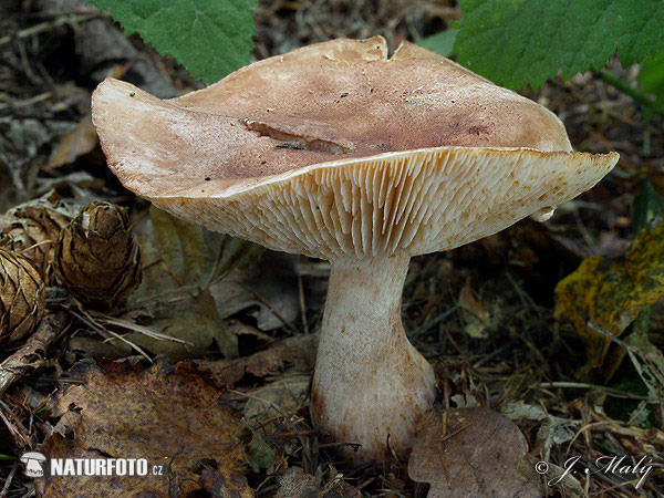 Tricholoma subfusipes (Tricholoma fusipes)